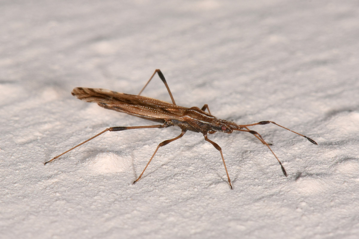 Berytidae: Berytinus sp?  Sì, Berytinus montivagus